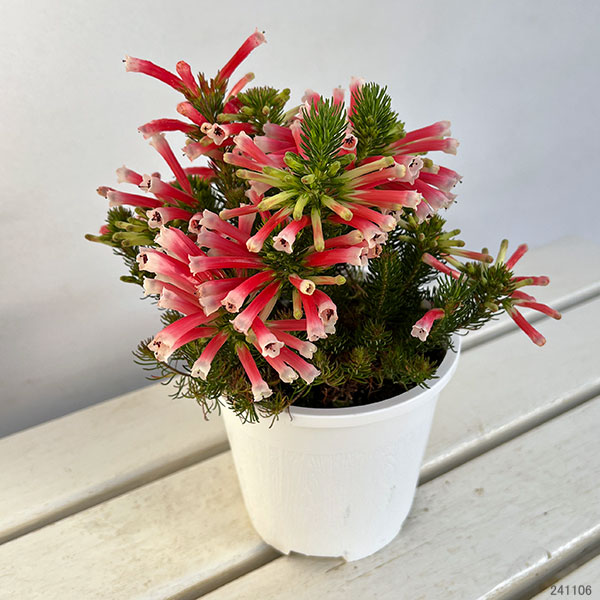 エリカ：ベスティタレッドスプライト4.5号鉢植え
