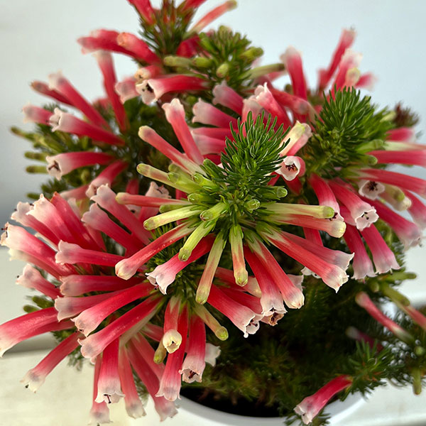 エリカ：ベスティタレッドスプライト4.5号鉢植え