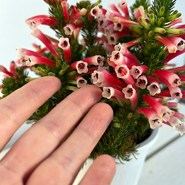 エリカ：ベスティタレッドスプライト4.5号鉢植え