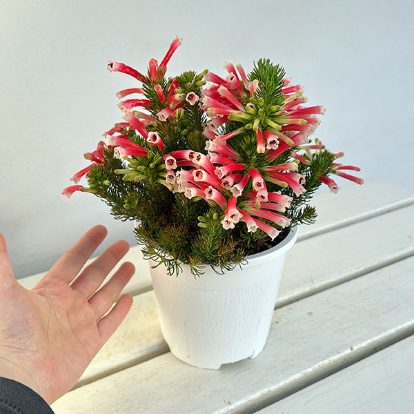 エリカ：ベスティタレッドスプライト4.5号鉢植え