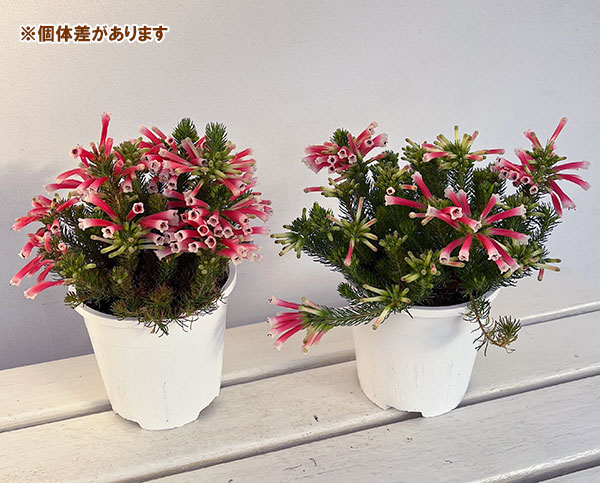 エリカ：ベスティタレッドスプライト4.5号鉢植え