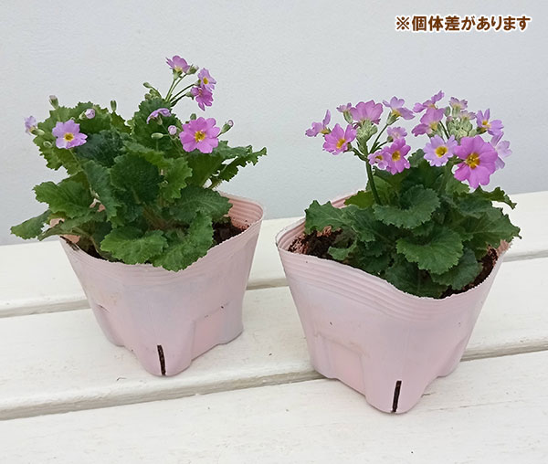 プリムラ マラコイデス：古都さくら・パープル3.5号ポット