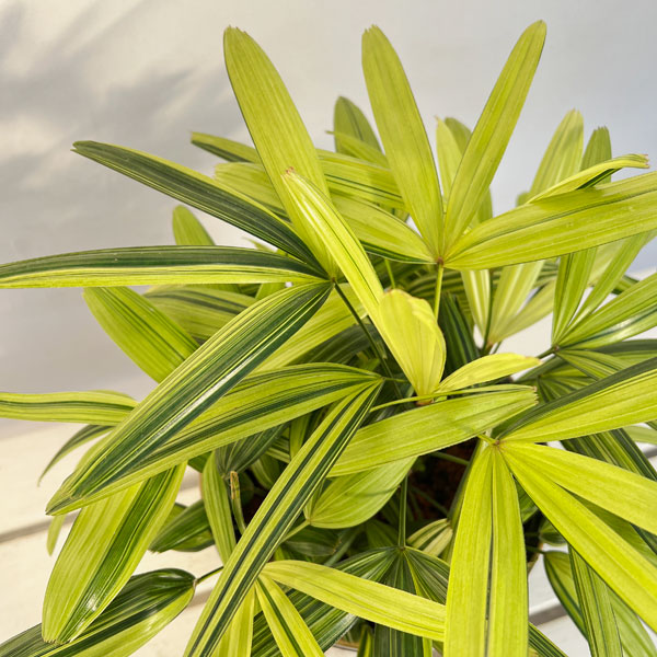 園芸ネット本店｜カンノンチク：瑞晃錦（斑入り） 7号 の通販【公式】