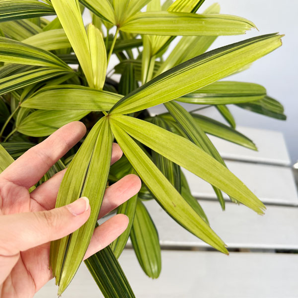 和シュロの木（30年以上継続品白黄斑入り超珍しい）（観音竹