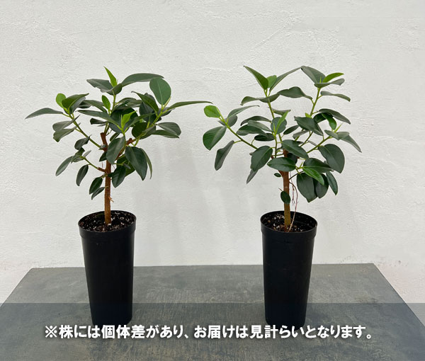 園芸ネット本店｜フィカス：ルビキノーサ（フランスゴム） 4号ロング