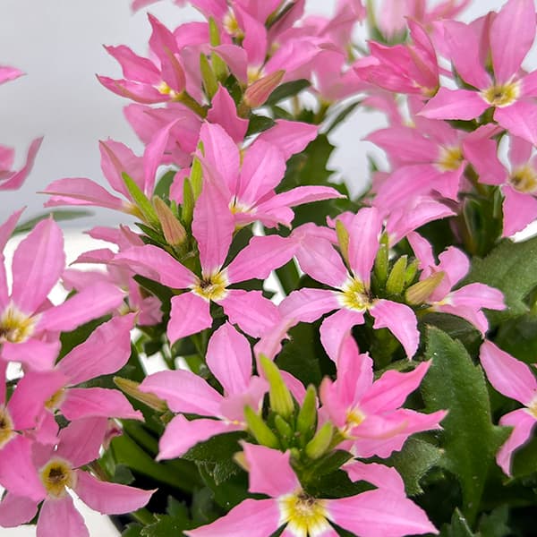 [26年5月中下旬予約]スカエボラ：スターティアラ　ピンク3.5号ポット(R)