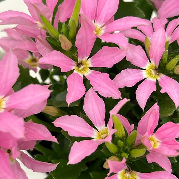 [26年5月中下旬予約]スカエボラ：スターティアラ　ピンク3.5号ポット(R)