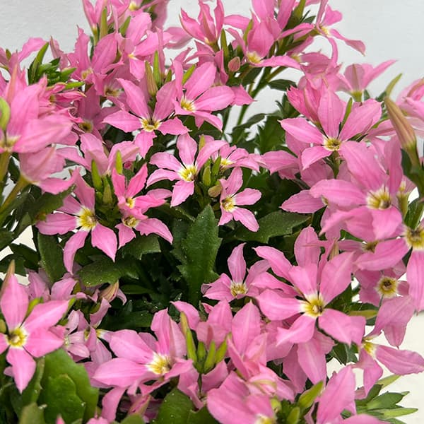 [26年5月中下旬予約]スカエボラ：スターティアラ　ピンク3.5号ポット(R)