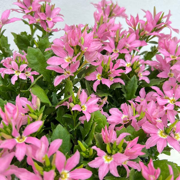 [26年5月中下旬予約]スカエボラ：スターティアラ　ピンク3.5号ポット(R)