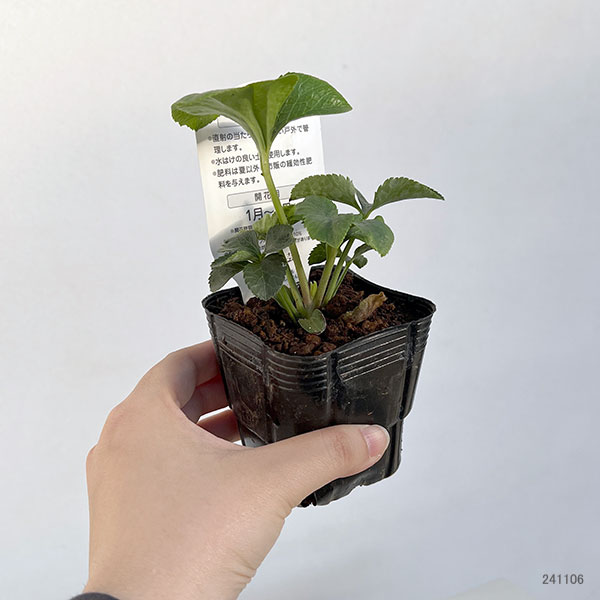 園芸ネット本店｜杉光園芸さんのクリスマスローズ：セミダブルパープル