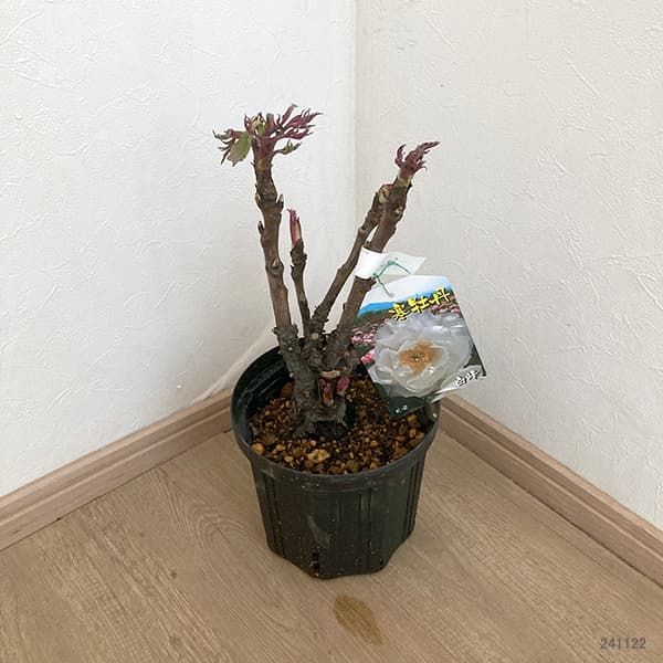 寒牡丹(ぼたん):白峰(ハクホウ)3年生4本立6号ポット