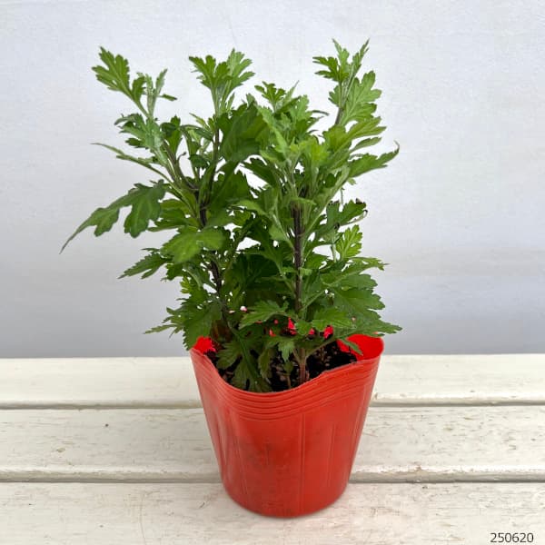 [26年6月中下旬予約]手間なし菊苗：8月咲き変わり菊：チェスター4号ポット