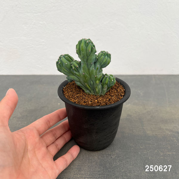 ミルティロカクタス:竜神木綴化(りゅうじんぼく・てっか)3号鉢植え