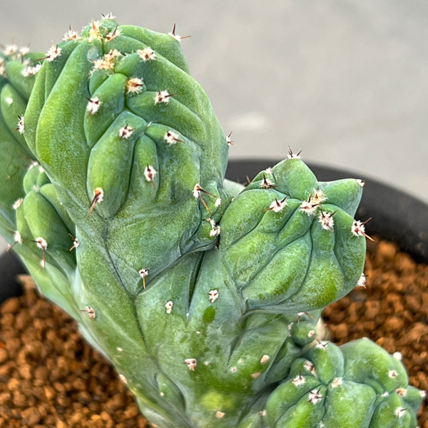 ミルティロカクタス:竜神木綴化(りゅうじんぼく・てっか)3号鉢植え