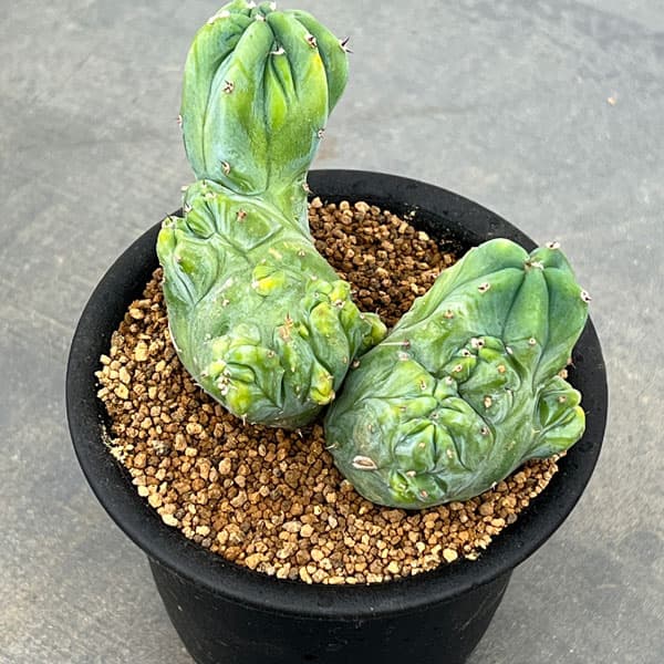 ミルティロカクタス:竜神木綴化(りゅうじんぼく・てっか)3号鉢植え