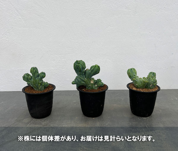 ミルティロカクタス:竜神木綴化(りゅうじんぼく・てっか)3号鉢植え