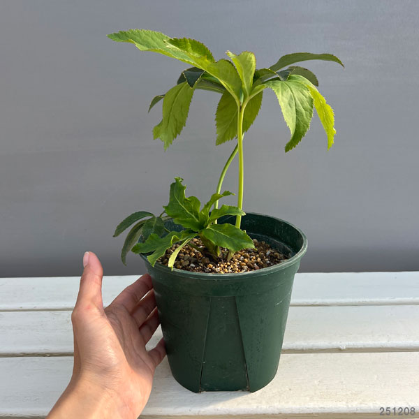 クリスマスローズ：桃酔（とうすい）5号ポット