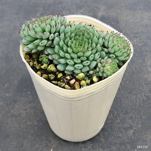 エケベリア：グロブローサ（ヴィンセントカトー）2.5号ポット の