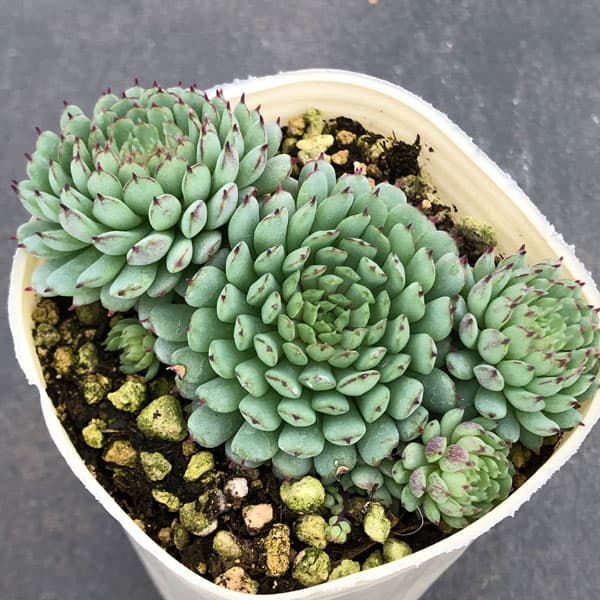 エケベリア：グロブローサ（ヴィンセントカトー）2.5号ポット の