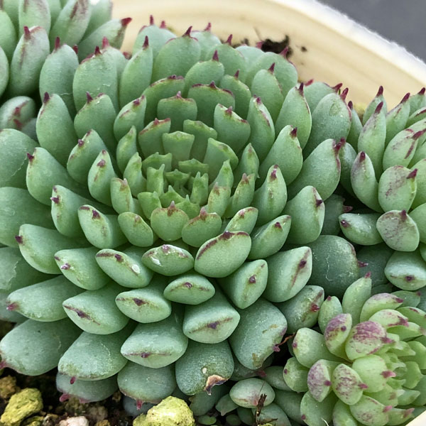 多肉植物　グロブローサ×ラウイ② 多肉植物 グロブローサ×ラウイ②