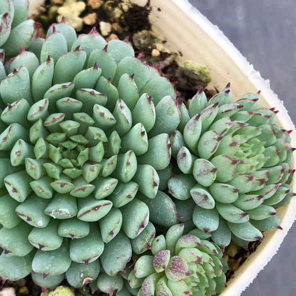 園芸ネット本店｜エケベリア：グロブローサ（ヴィンセントカトー）2.5