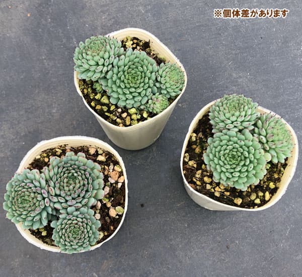 多肉植物　グロブローサ×ラウイ② 多肉植物 グロブローサ×ラウイ② エケベリア：グロブローサ