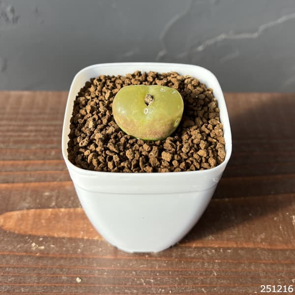 コノフィツム ビロブム×マウガニー 特選 園芸ネット本店｜コノフィツム：マウガニー 2.5号鉢植え* の通販【公式】