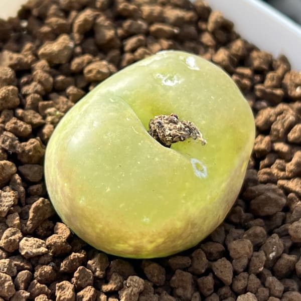 コノフィツム:マウガニー 2.5号鉢植え*