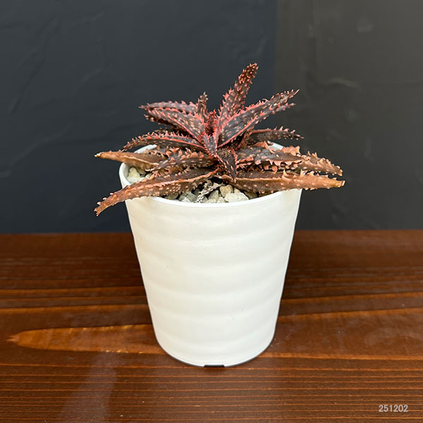 [ザ・ファームセレクト]アロエ：カスティロニアエ　ハイブリット　3号24-14