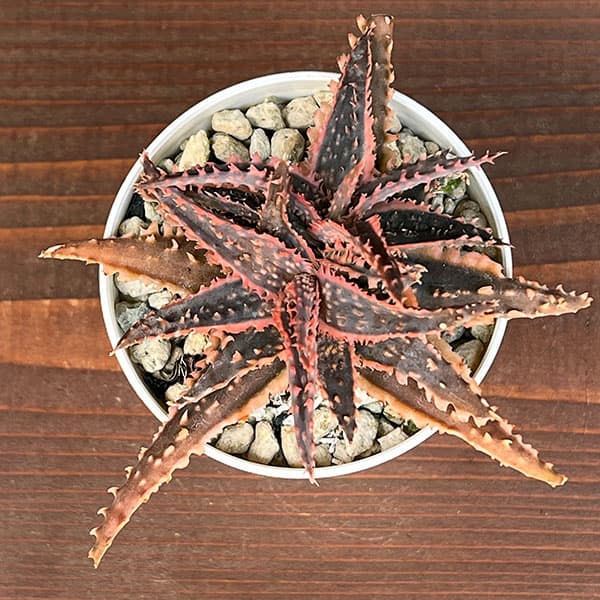 [ザ・ファームセレクト]アロエ：カスティロニアエ　ハイブリット　3号24-14