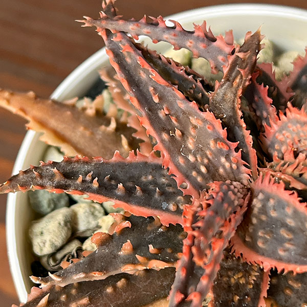 [ザ・ファームセレクト]アロエ：カスティロニアエ　ハイブリット　3号24-14