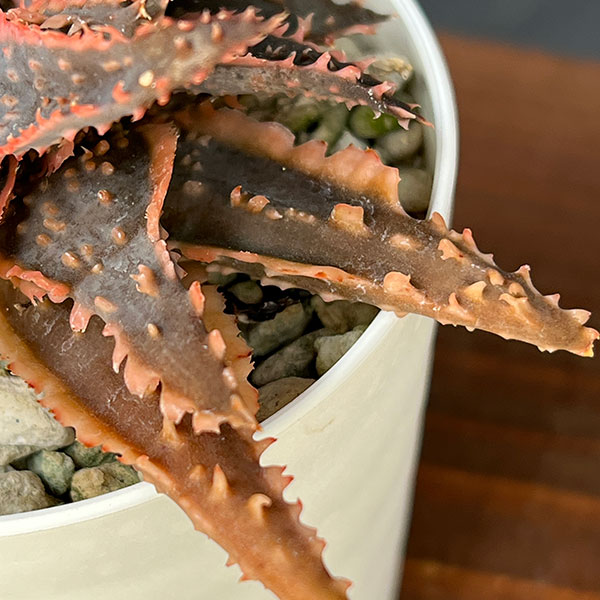 [ザ・ファームセレクト]アロエ：カスティロニアエ　ハイブリット　3号24-14