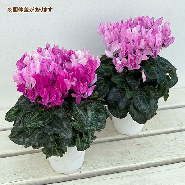 シクラメン:クレヨンバイオレット4号鉢植え
