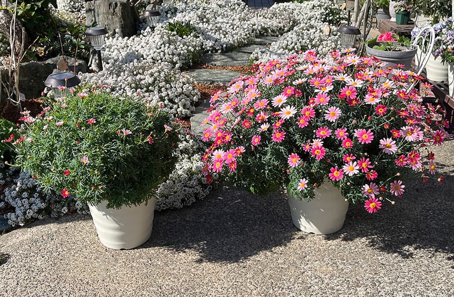 バイオスティミュラント活力液：X-ENERGY(エックスエナジー)つめかえ用1000ml入り