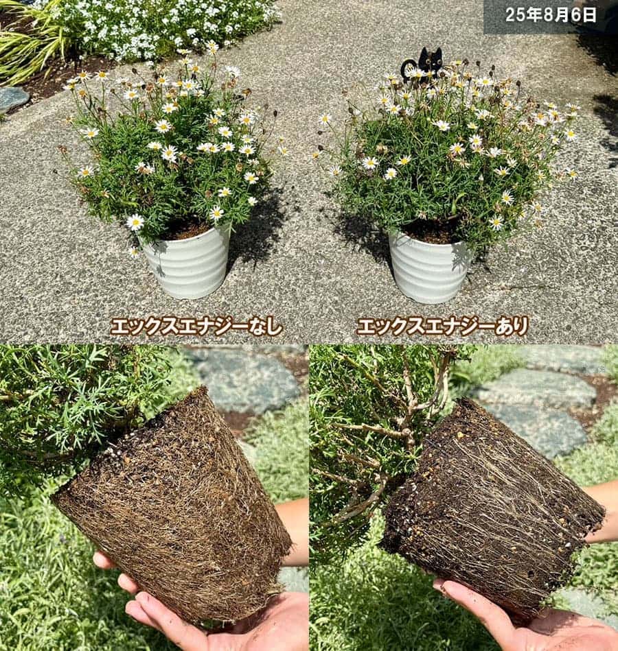 バイオスティミュラント活力液：X-ENERGY(エックスエナジー)つめかえ用1000ml入り