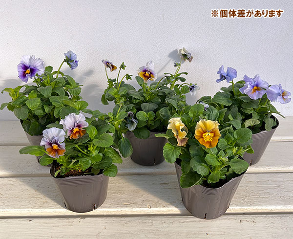 見元園芸さんのビオラ：アジアンビューティー Z21／3.5号ポット