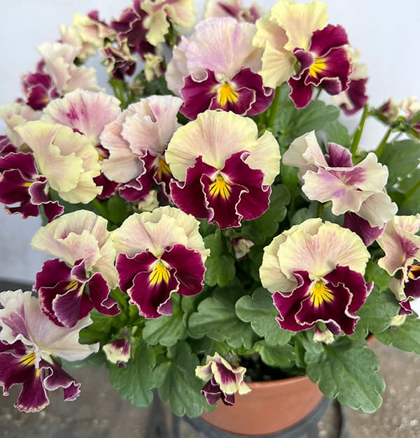 園芸ネット本店｜見元園芸さんのパンジー：アジアンビューティー Z25