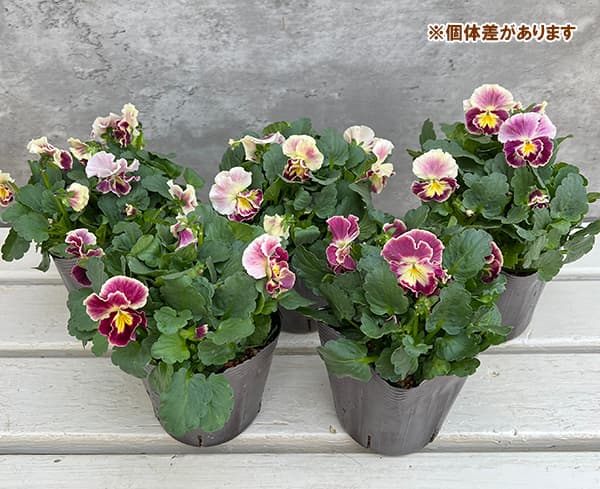 園芸ネット本店｜見元園芸さんのパンジー：アジアンビューティー Z25