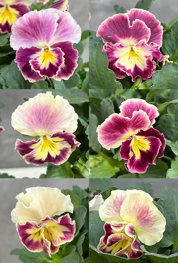 その他 majumaju 園芸ネット本店｜見元園芸さんのパンジー：アジアンビューティー Z25
