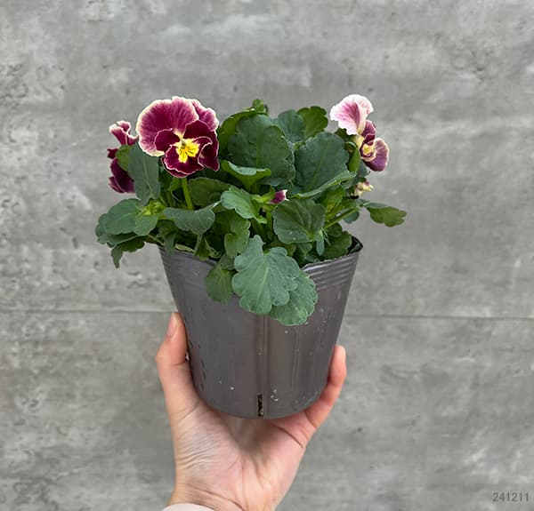 園芸ネット本店｜見元園芸さんのパンジー：アジアンビューティー Z25