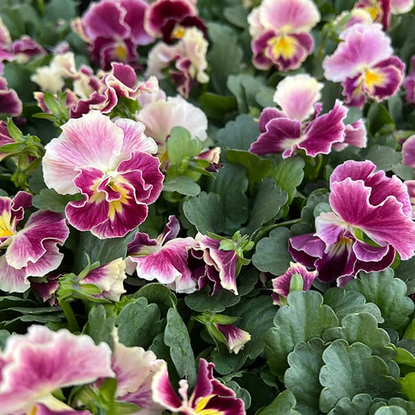 パンジー様ꕤ*.゜ 園芸ネット本店｜見元園芸さんのパンジー：アジアンビューティー Z25