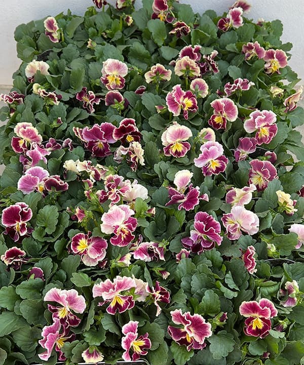 園芸ネット本店｜見元園芸さんのパンジー：アジアンビューティー Z25