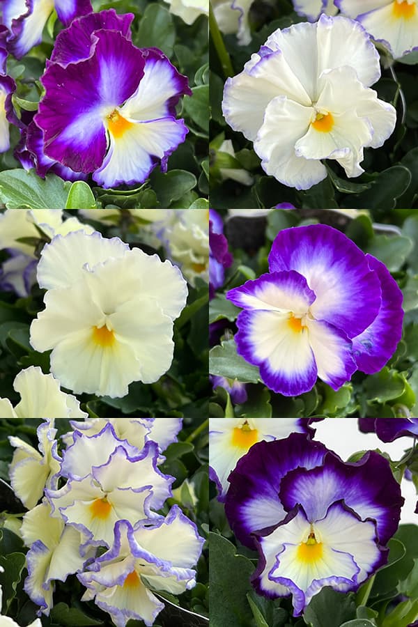 園芸ネット本店｜見元園芸さんのビオラ：アジアンビューティー Z26