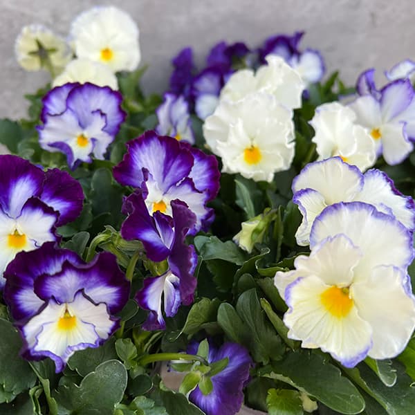 園芸ネット本店｜見元園芸さんのビオラ：アジアンビューティー Z26