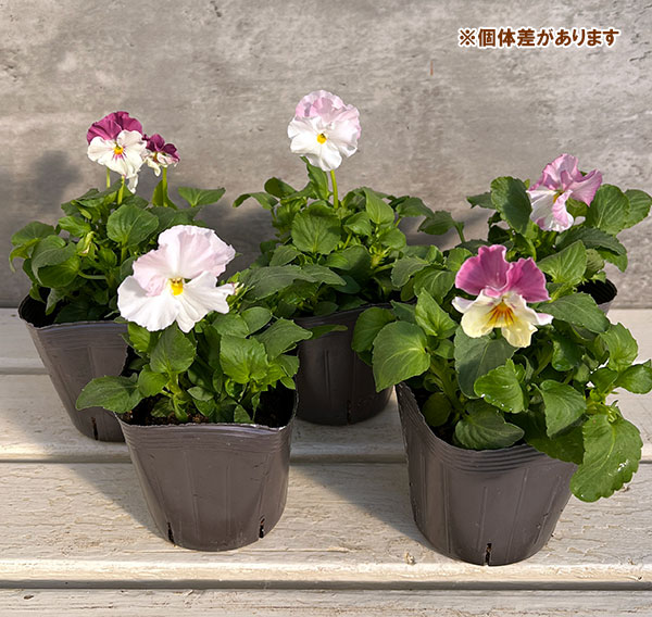 園芸ネット本店｜見元園芸さんのパンジー：アジアンビューティー Z36