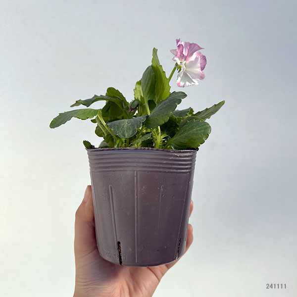 園芸ネット本店｜見元園芸さんのパンジー：アジアンビューティー Z36