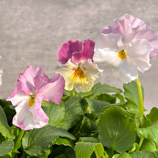 園芸ネット本店｜見元園芸さんのパンジー：アジアンビューティー Z36