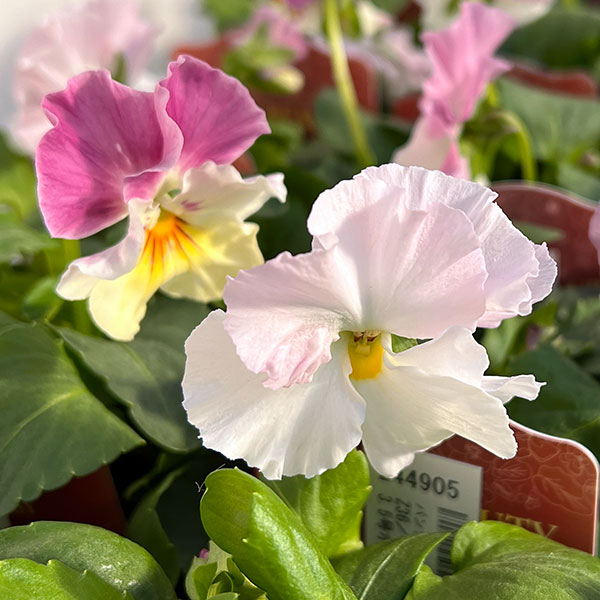 園芸ネット本店｜見元園芸さんのパンジー：アジアンビューティー Z36