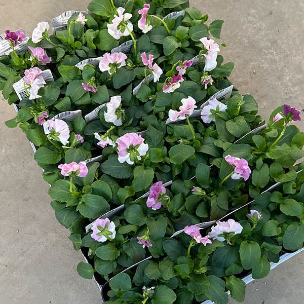 園芸ネット本店｜見元園芸さんのパンジー：アジアンビューティー Z36