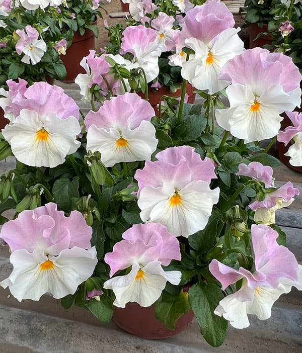 園芸ネット本店｜見元園芸さんのパンジー：アジアンビューティー Z36